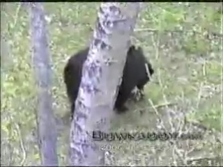 hunting with a bow for a bear